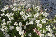 57 Siamo su terreno morenico, cresce bella l'achillea nana